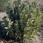 Salvia candelabrum Otro