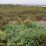 Asparagus macrorrhizus Habit