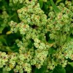 Chenopodium opulifolium Flower