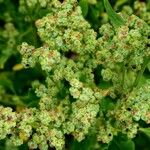 Chenopodium opulifolium Кветка