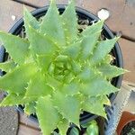 Aloe polyphylla Blad