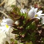 Euphrasia alpina പുഷ്പം