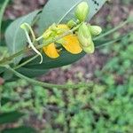 Cassia occidentalis Blüte
