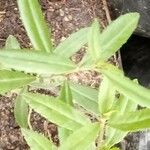 Oldenlandia corymbosa Leaf