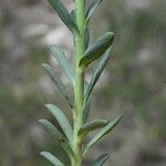 Euphorbia minuta 葉