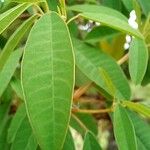 Euphorbia leucocephala Leaf