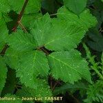 Rubus nemorosus Other