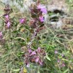 Teucrium chamaedrysFlower