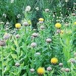 Centaurea macrocephala Habit