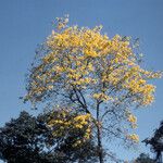 Handroanthus serratifolius عادت داشتن