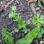 Geranium carolinianum Лист