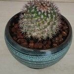 Mammillaria winterae葉