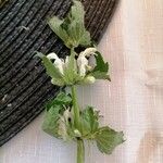 Lamium albumFlower