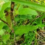 Verbascum brevipedicellatum Leaf