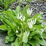 Dodecatheon meadia Blatt