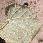 Abutilon abutiloides Leaf