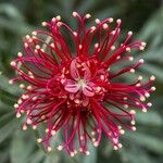 Grevillea banksii फूल
