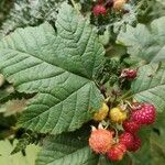 Rubus crataegifolius