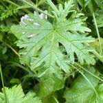 Malva alcea Folla