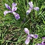 Iris tenax Цветок