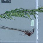 Asplenium polyodon Лист