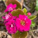 Kalanchoe blossfeldiana Leaf