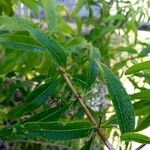 Aloysia citriodora Blad