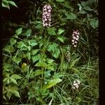 Platanthera psycodes Buveinė