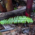 Nephrolepis brownii 叶