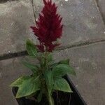 Celosia argentea花