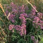 Origanum vulgareFlower