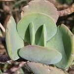 Cotyledon barbeyi 葉