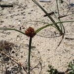 Juncus capitatus Vekstform