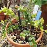 Disterigma alaternoides Hábito