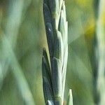 Elymus pungens Flower