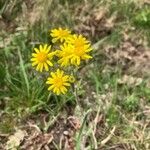 Senecio vernalis Floare