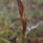 Carex uncinioides 花