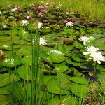 Nymphaea ampla 整株植物