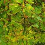 Searsia natalensis Leaf