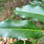 Putranjiva roxburghii Leaf