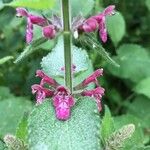 Stachys sylvaticaКвітка