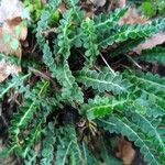 Asplenium ceterach Leaf