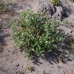 Mentzelia involucrata Habit