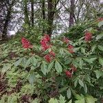 Aesculus paviaFlower