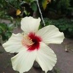 Hibiscus grandiflorus പുഷ്പം