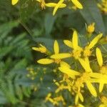 Senecio ovatus Blüte