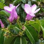 Cryptostegia madagascariensis Flor