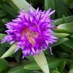 Carpobrotus edulis Flor