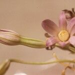 Brodiaea pallida Květ