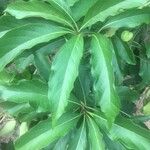 Cordia oncocalyx Leaf